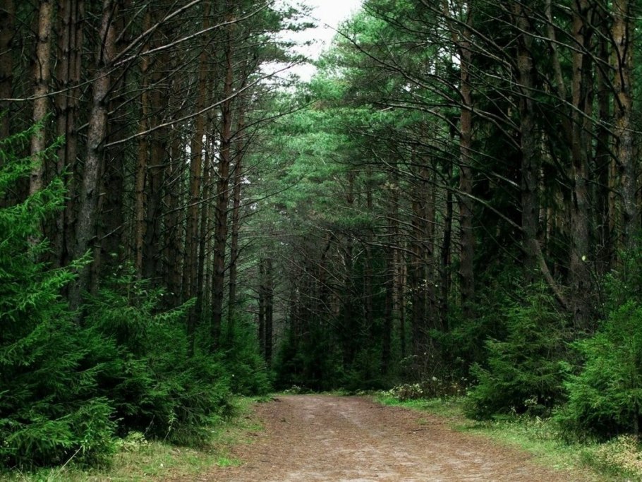 Ельник Кисличник