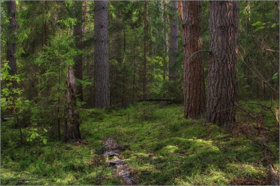 Тайга подлесок