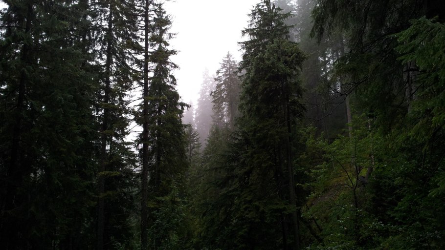 Темнохвойный лес тайги