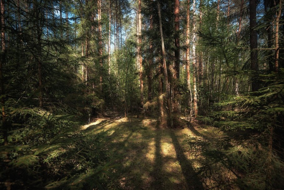 Тайга (хвойные леса) Сыктывкар