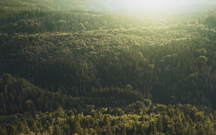 Лес с птичьего полета