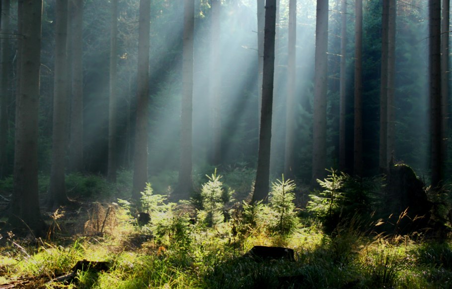 Фитоценоз тайги