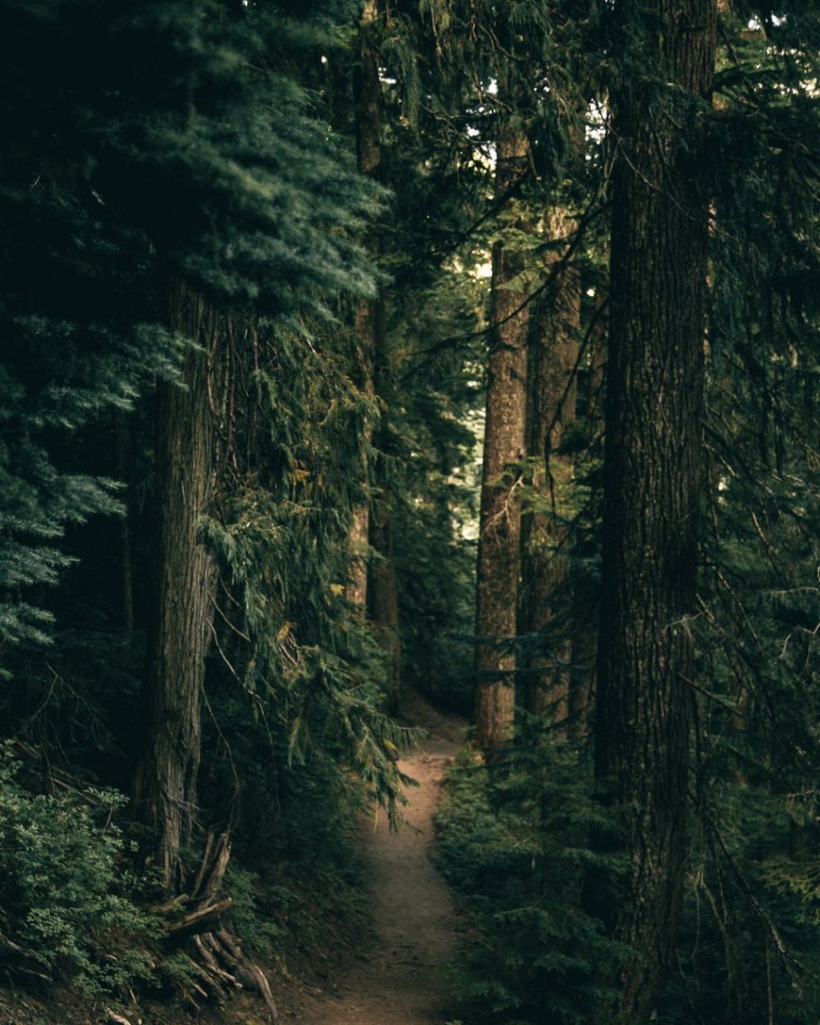 Еловый темный лес угра