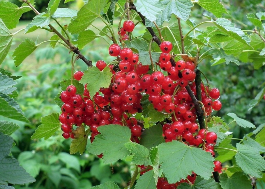 Смородина Длиннокистная