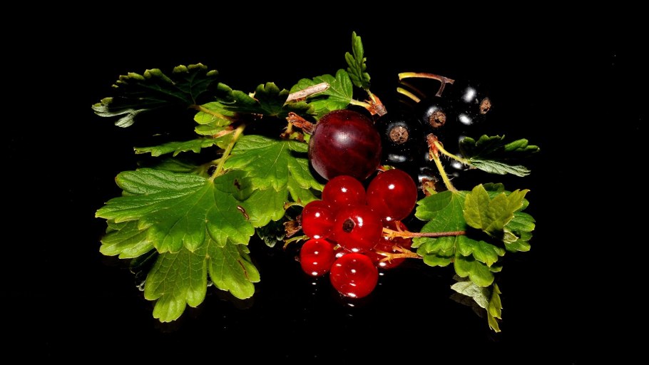 Крыжовник с черной смородиной