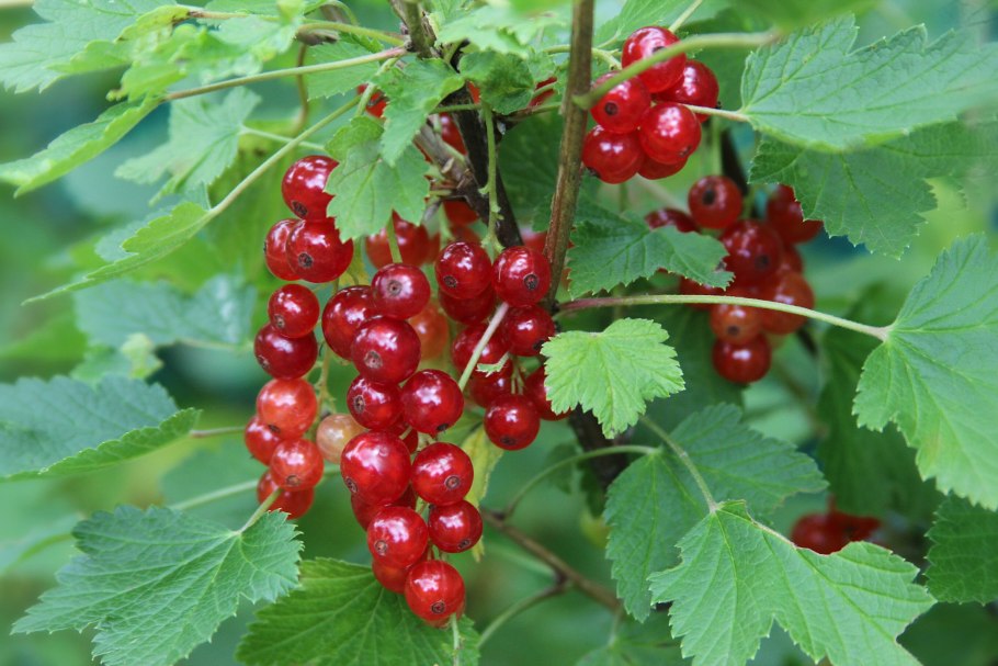 Смородина красная - ribes rubrum