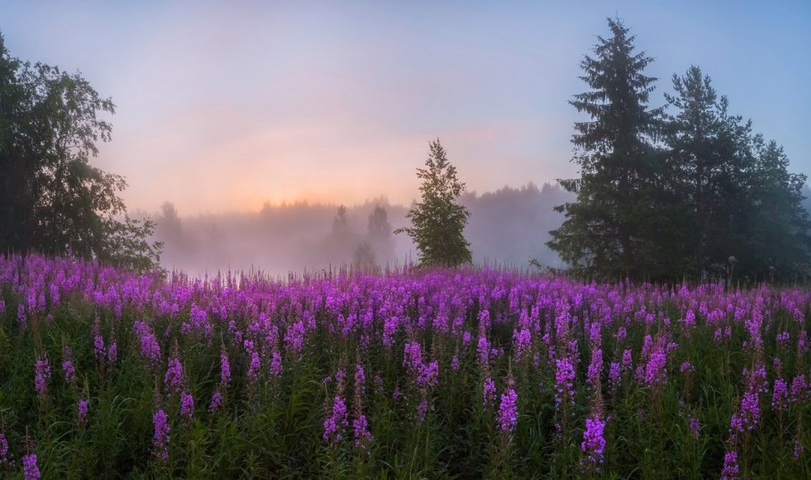 Смоленск поля кипрея