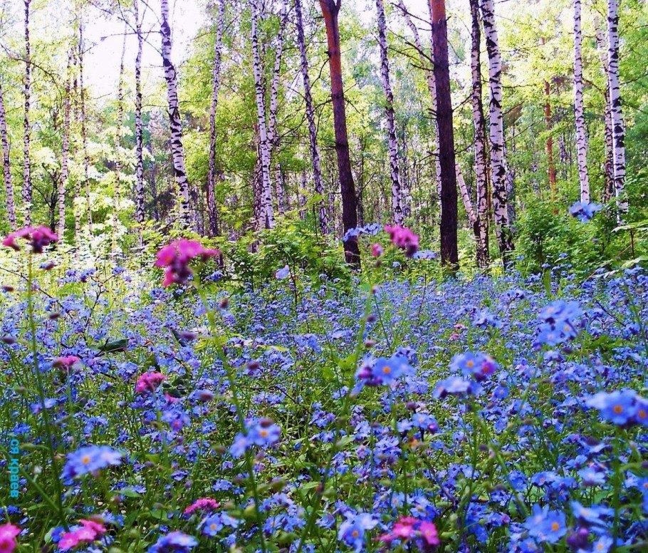 Горные люпины