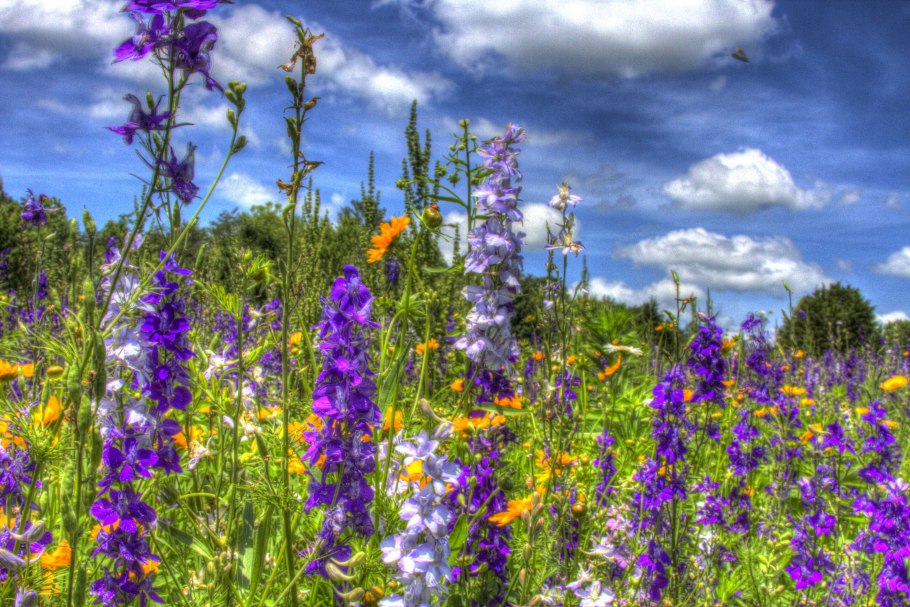 Луговые цветы Удмуртии