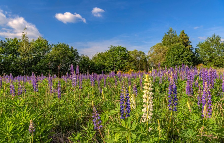 Люпины в Брянске поле