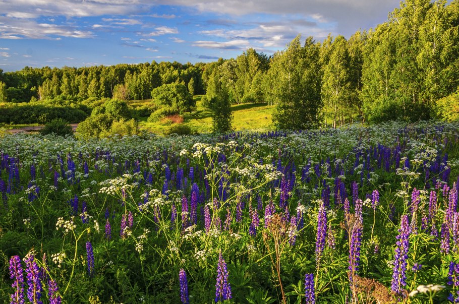 Растения ЛЕНОБЛАСТЬ Иван чай