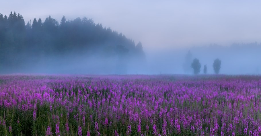 Иван чай в Ленинградской области