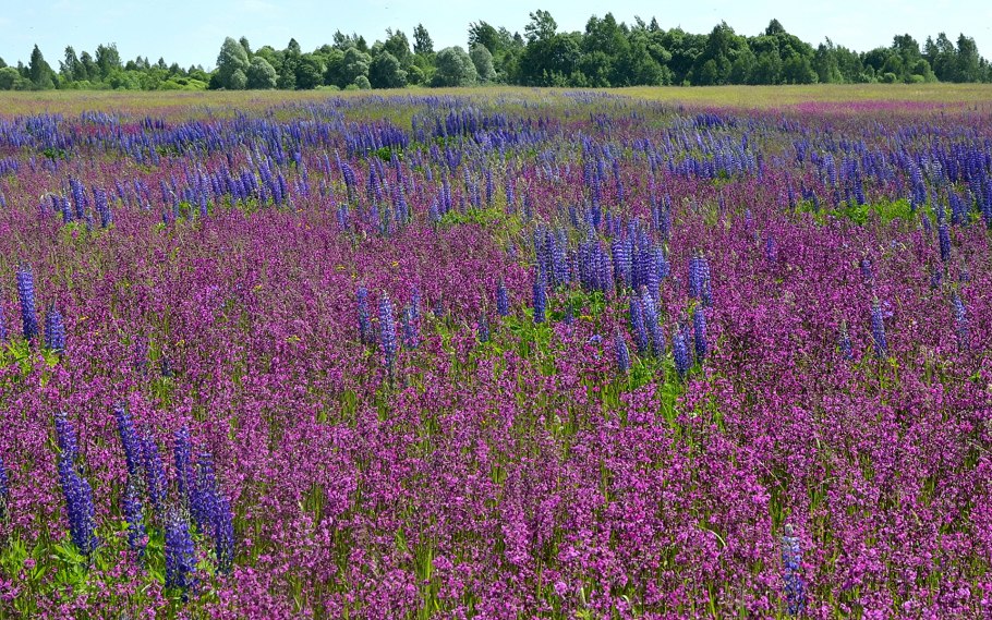 Лаванда и чабрец