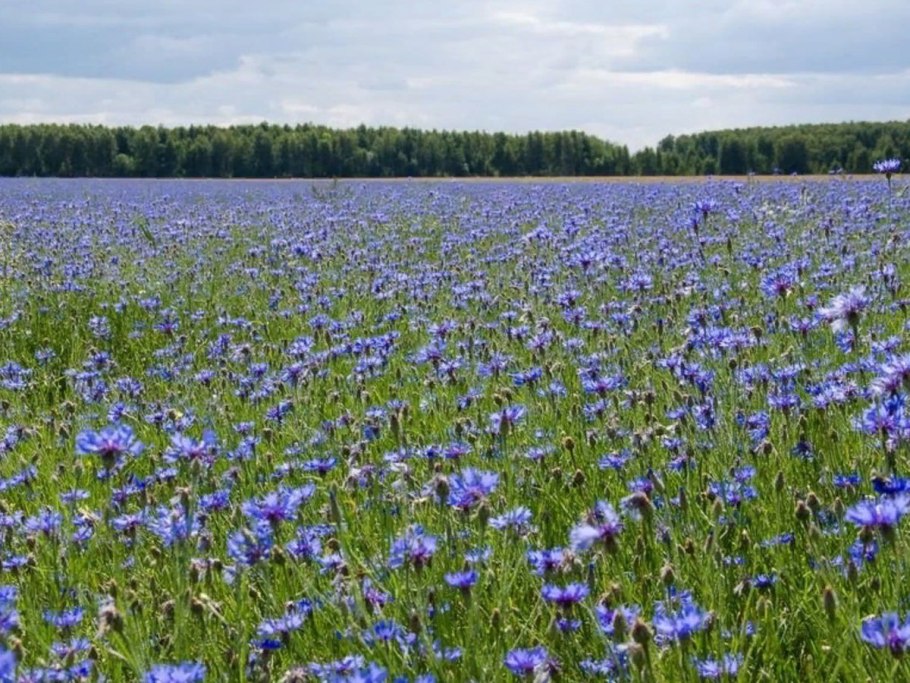 Люпин Луговой