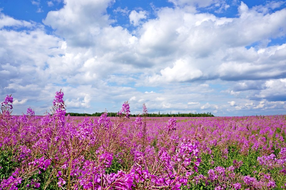 Тургеневка Крым Лавандовые поля
