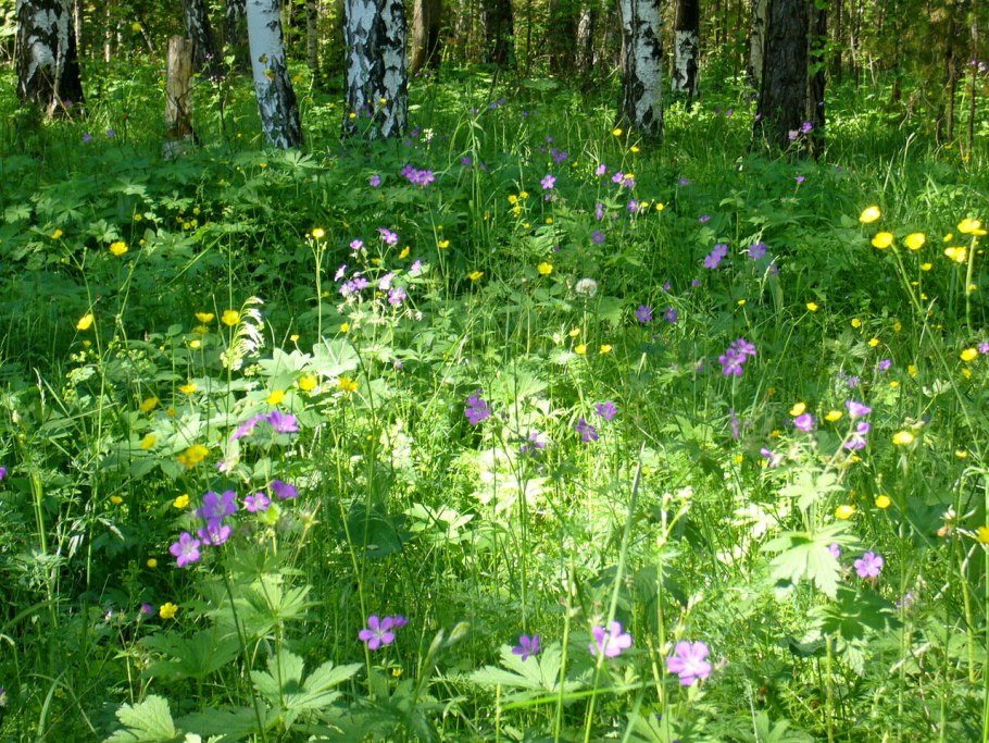 Луговое разнотравье