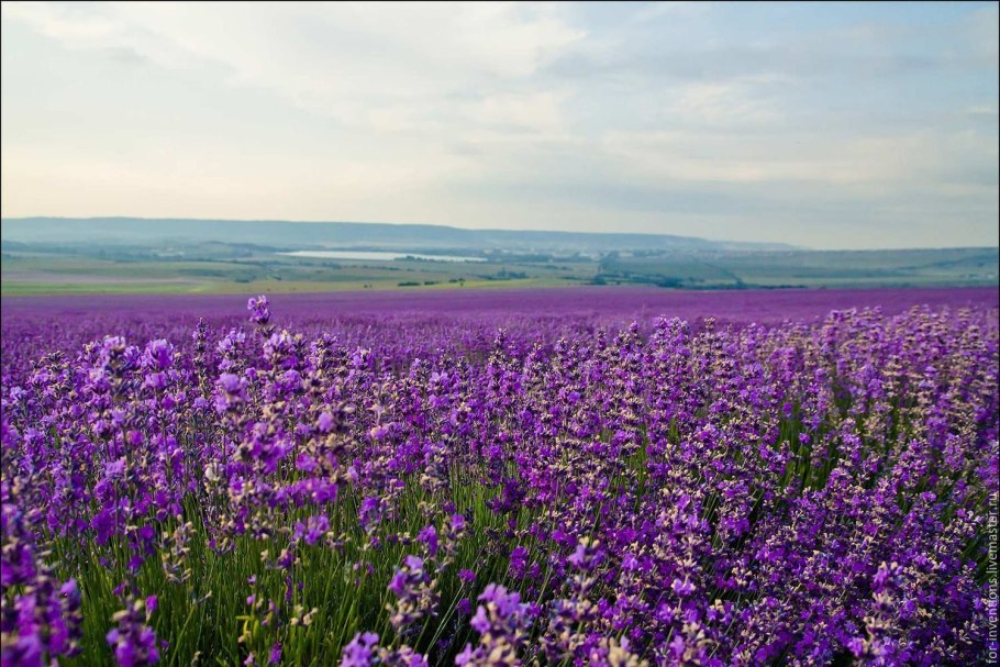 Полевой цветок Медовник сиреневый