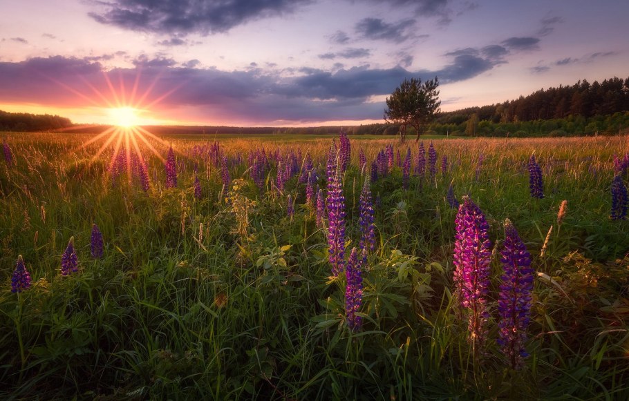 Дикоросы полевые фиолетовые