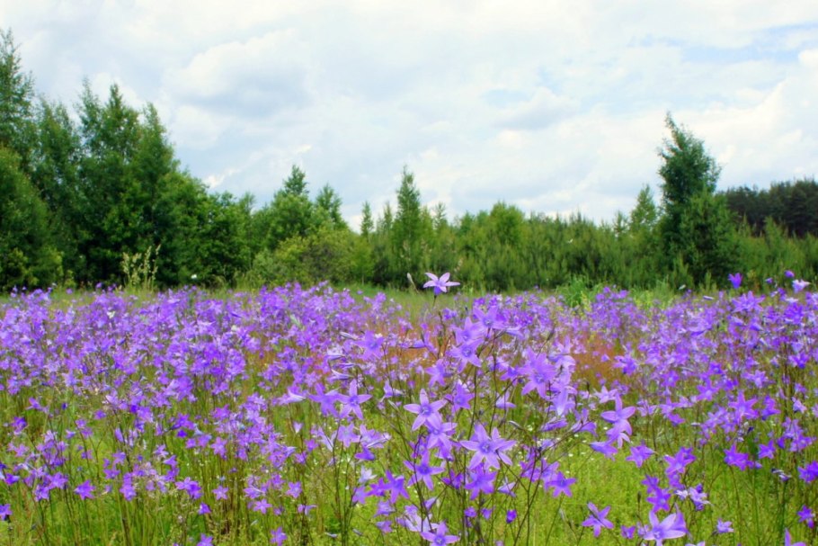 Многолистник Луговой