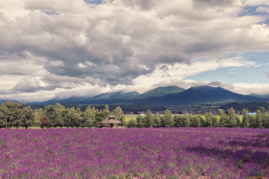 Сиреневые луговые цветы