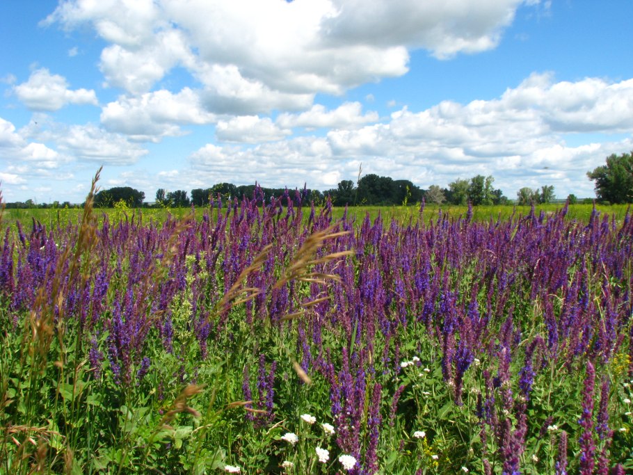 Полевые цветы Подмосковья фиолетовые