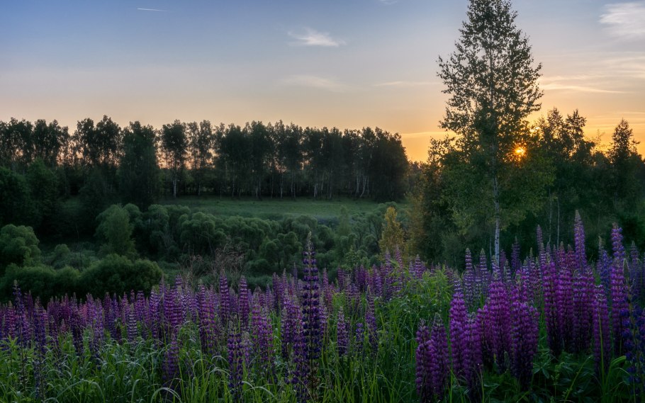 Колокольчик Луговой