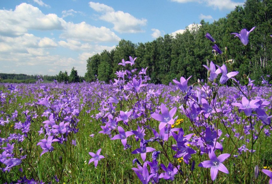 Растения Луга Урала