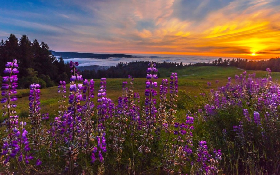 Поля люцерны в Подмосковье