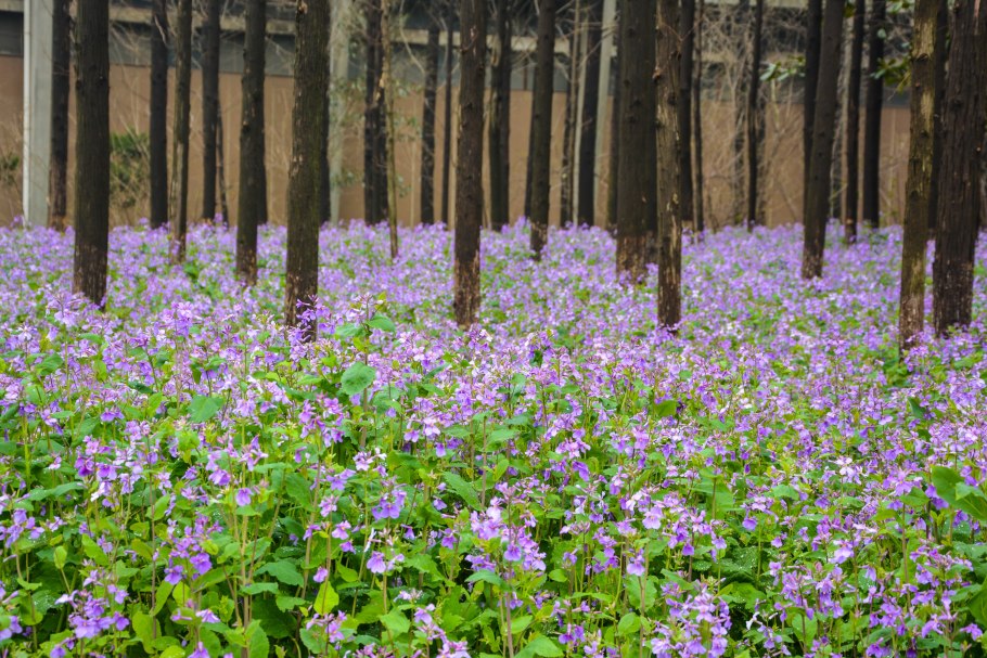 Медуница хохлатка лес Поляна
