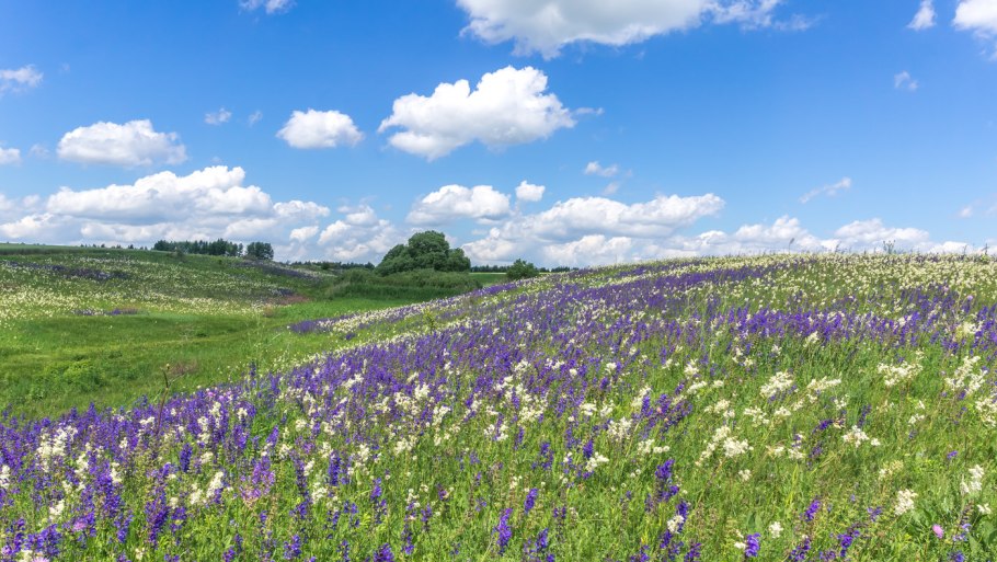 Фиолетовые цветы засеяны на полях