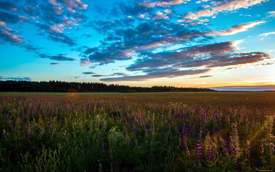 Лавандовые поля Хоккайдо