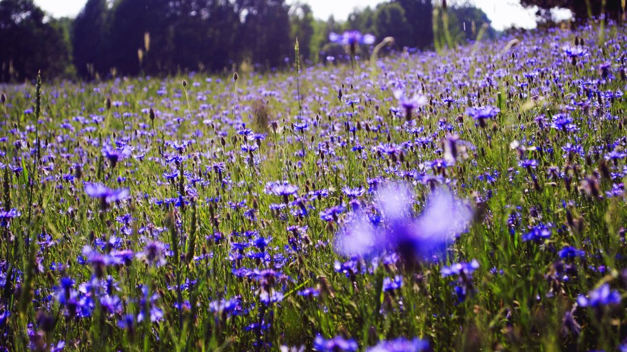 Природа в фиолетовых тонах