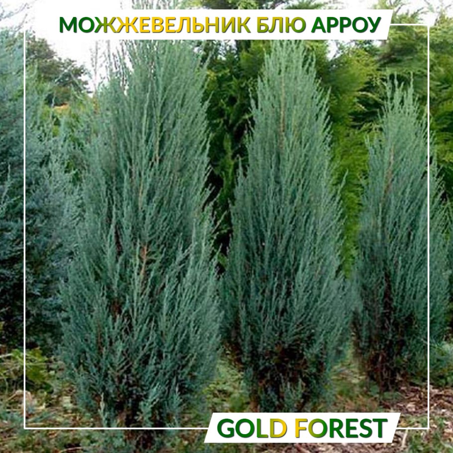 Можжевельник скальный Блю Хевен