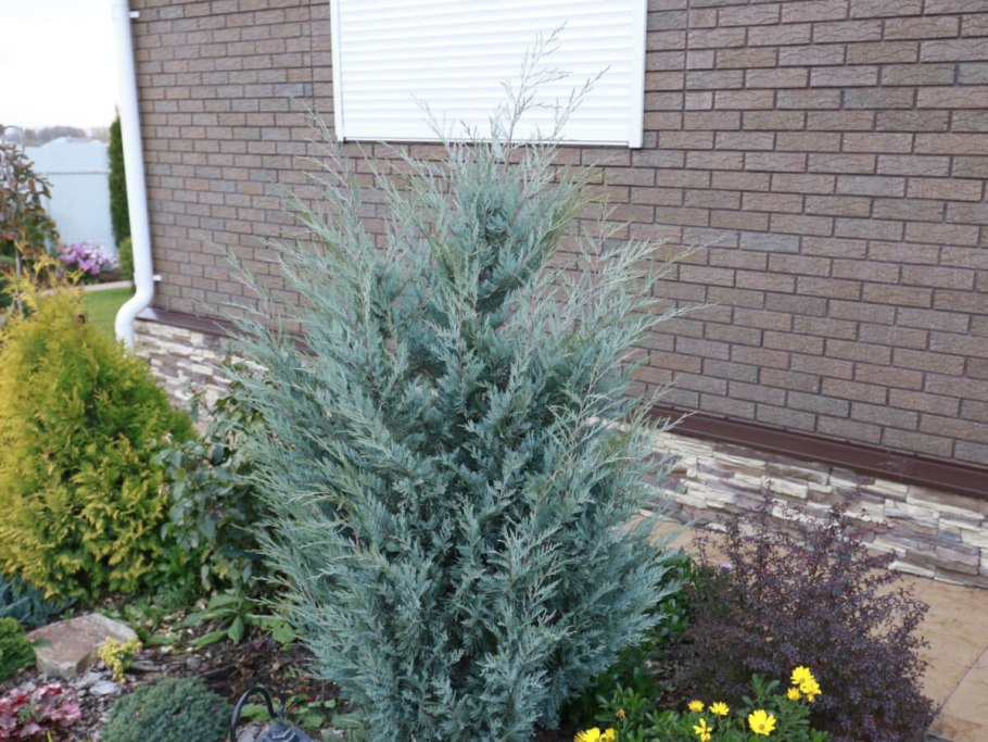 Можжевельник Скайрокет