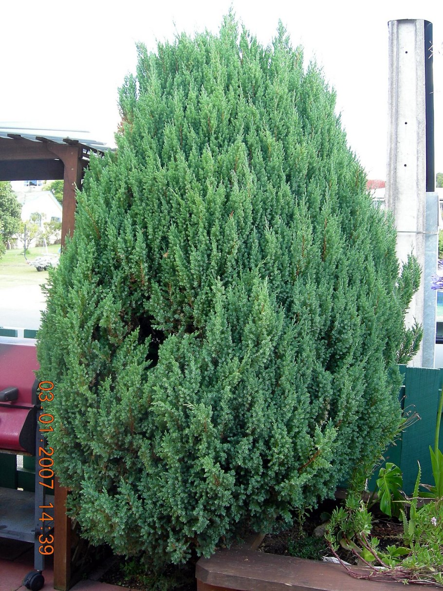 Можжевельник китайский Блю Альп