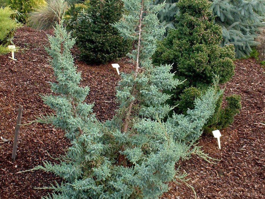 Можжевельник китайский Спартан