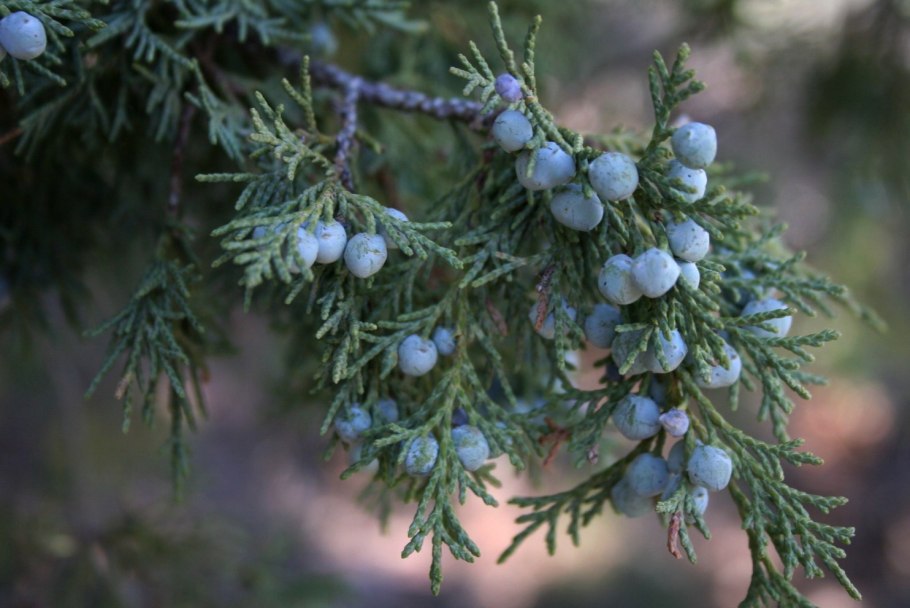 Можжевельник Эдельвейс