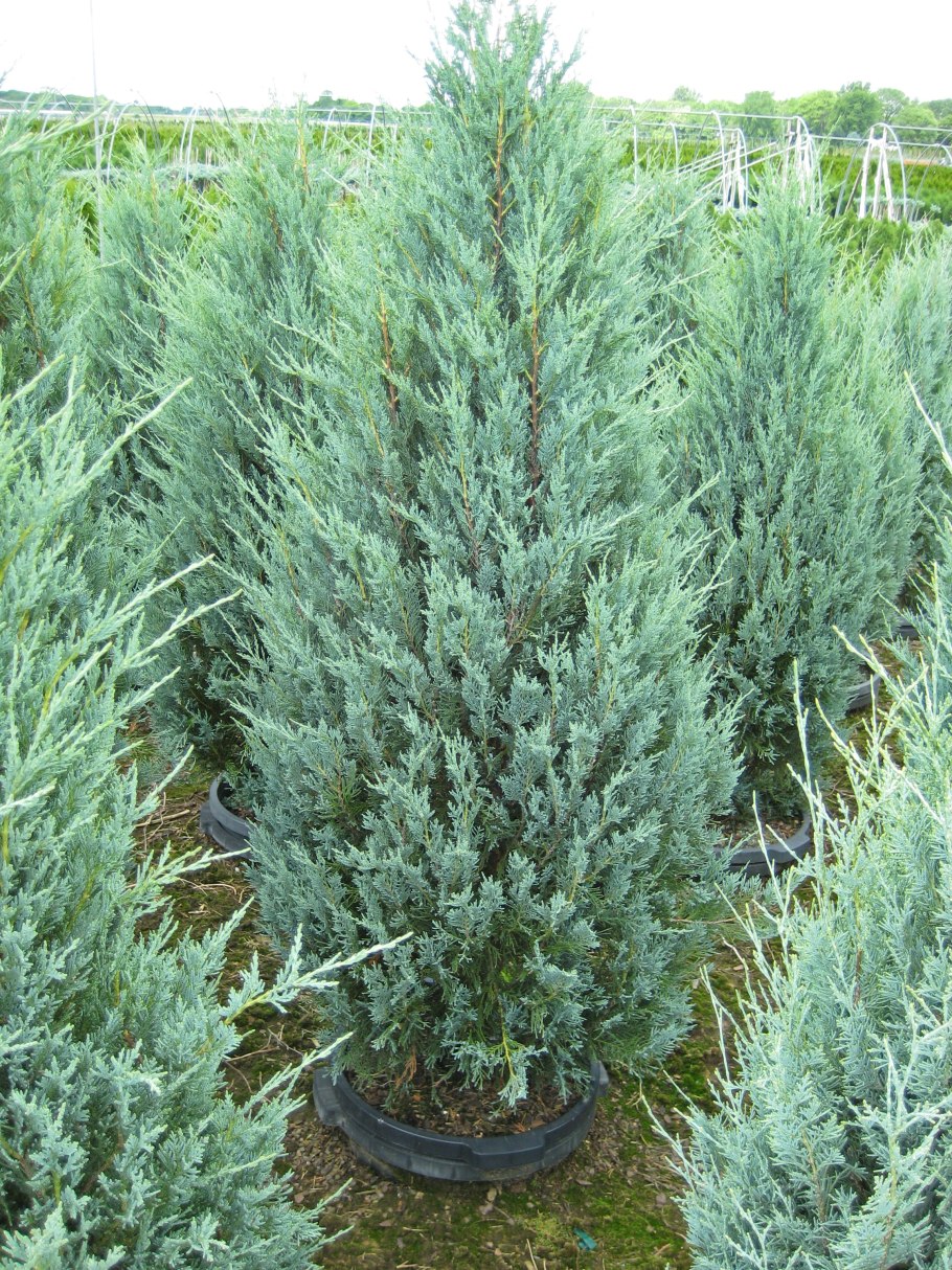 Можжевельник Пирамидалис