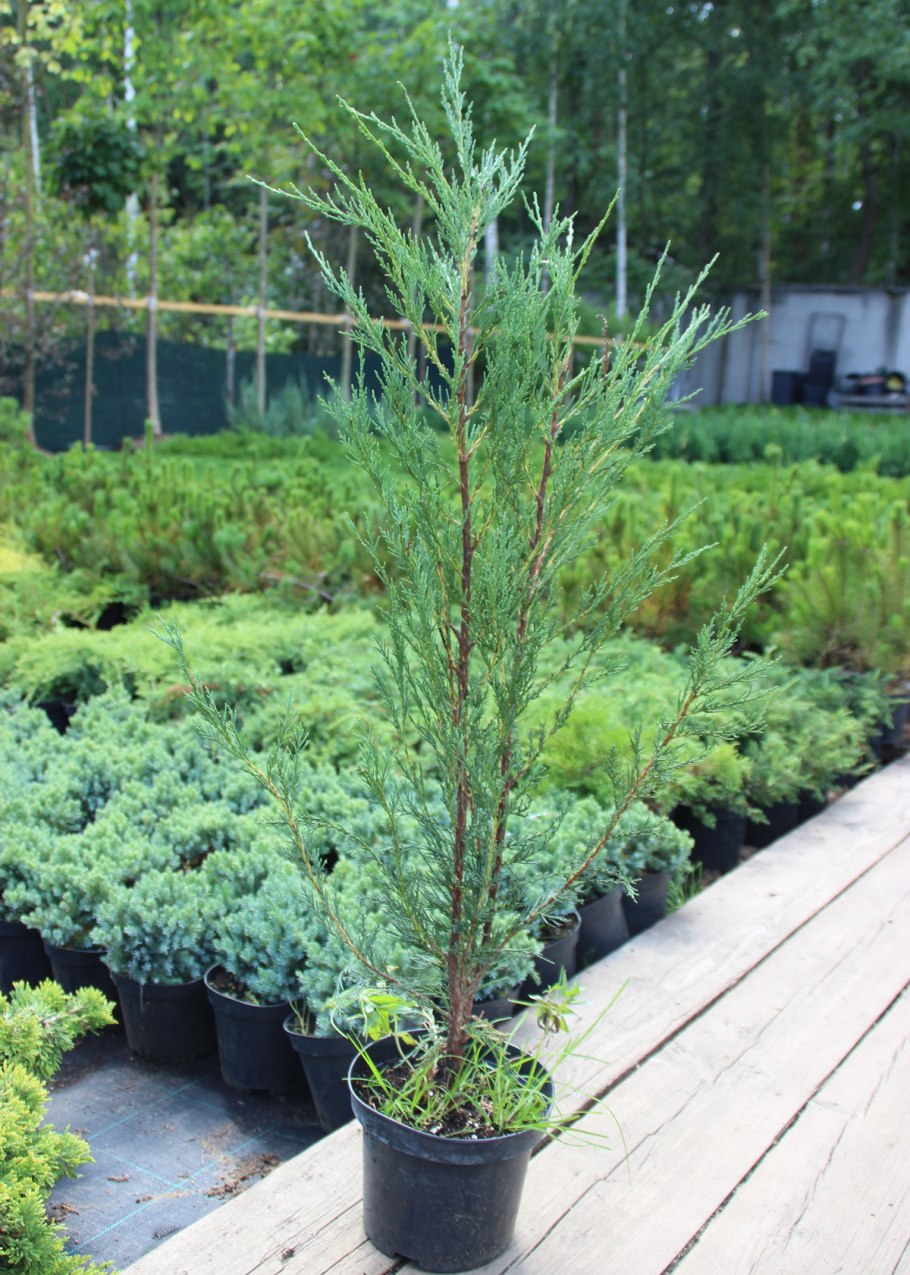 Можжевельник китайский Стрикта