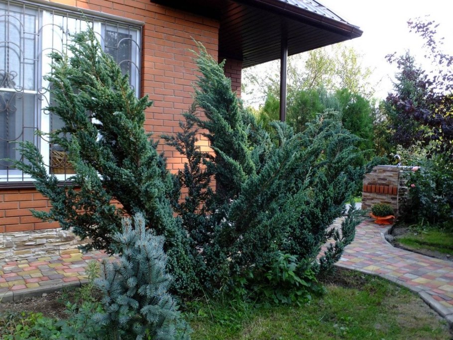 Можжевельник виргинский Мунглоу