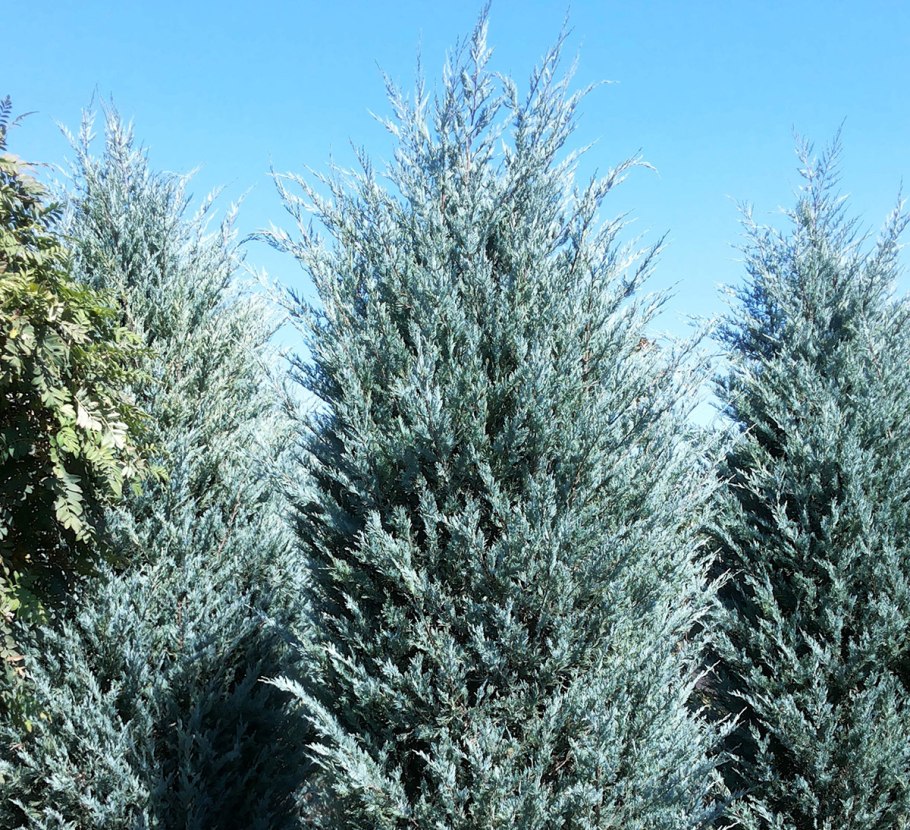 Можжевельник скальный &#96;Блю Хэвн&#96;