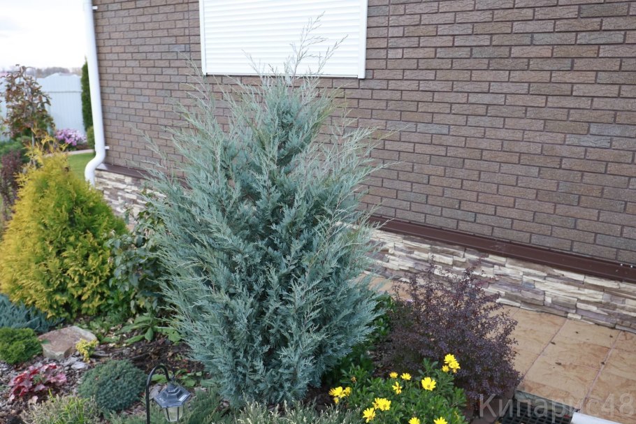 Можжевельник скальный Блю Эрроу на белом фоне