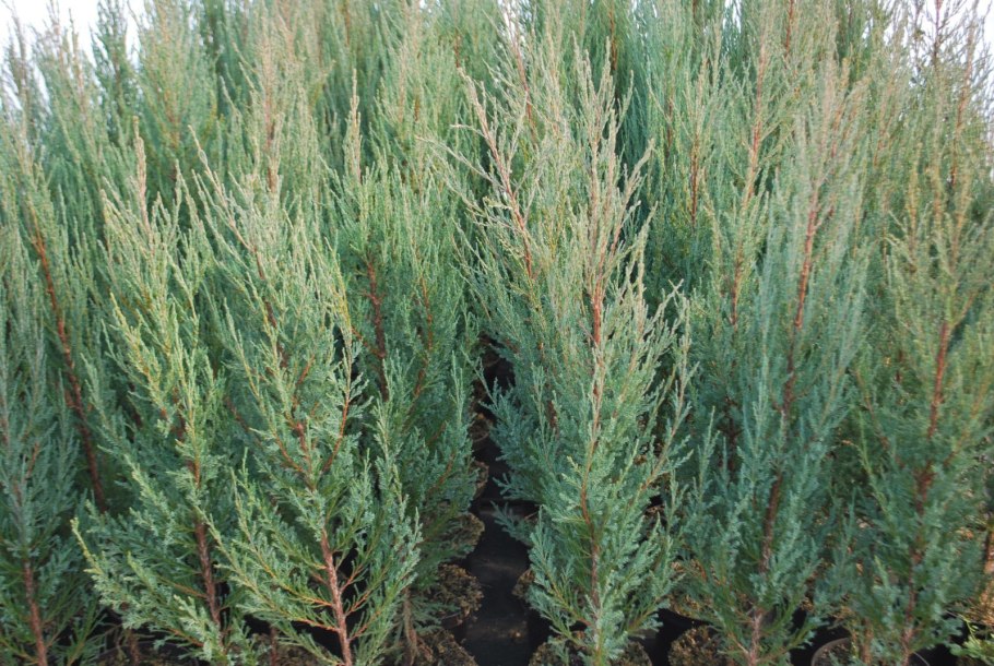 Можжевельник скальный Блю Арроу