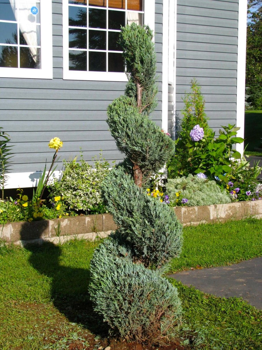 Можжевельник Блю Швед