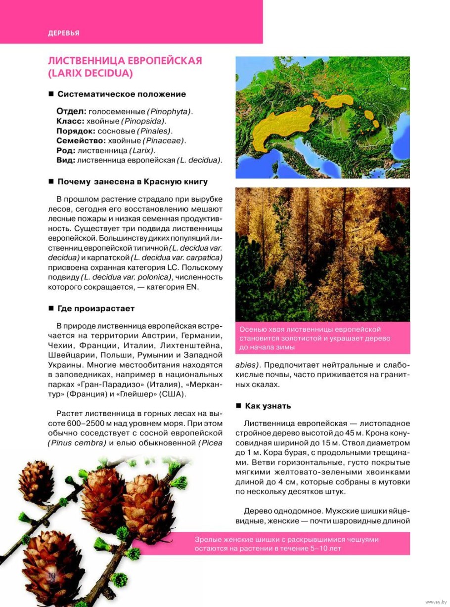 Строение голосеменных и цветковых растений