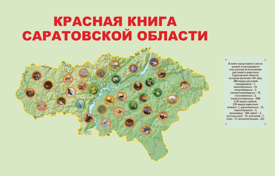 Type of gymnosperm Plants