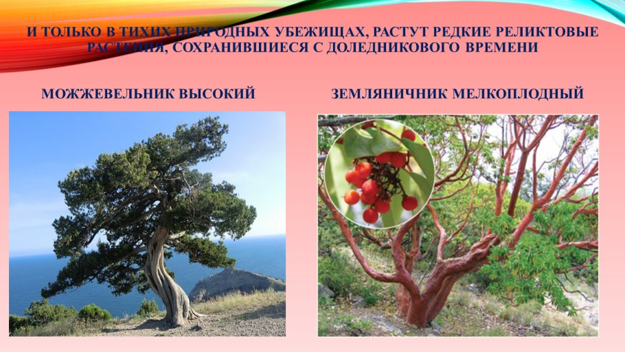 Лиственница хвойные Голосеменные