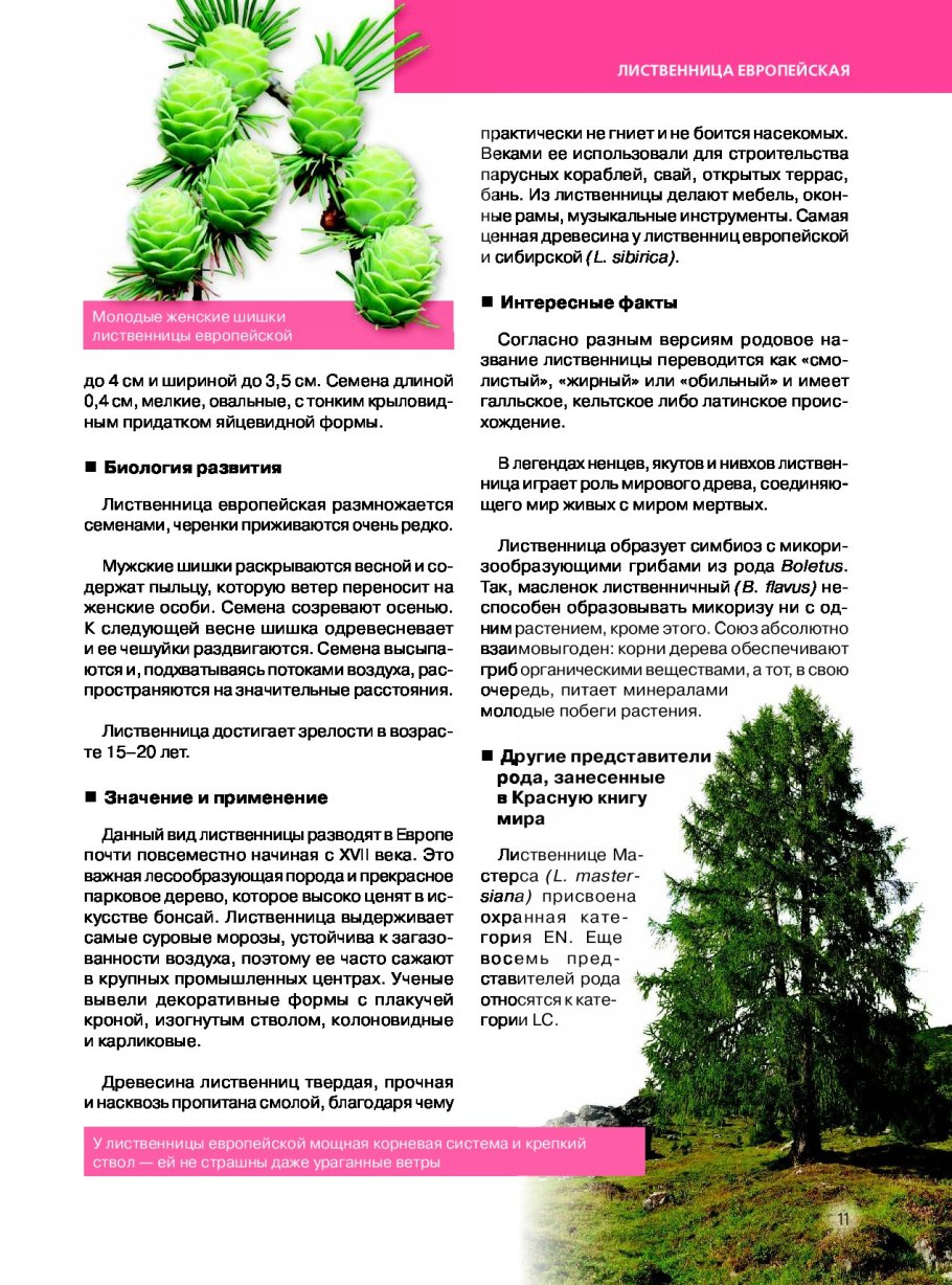 Значение голосеменных растений в природе