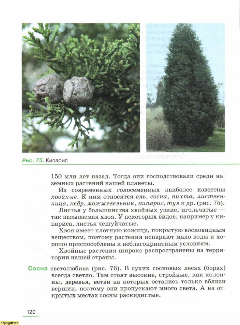 Голосеменные ель обыкновенная