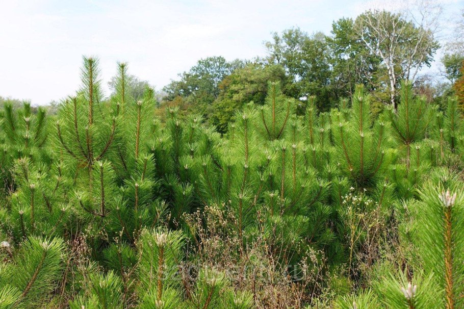Лиственница Сибирская и лиственница Даурская